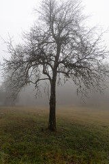 One deciduous tree without leaves is in a forest in autumn in fog. Vertical