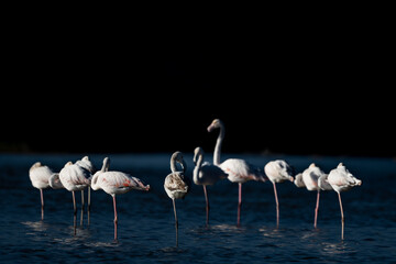 Obraz premium Greater flamingo, Phoenicopterus roseus, Souss Massa National Park, Morocco.