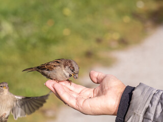 A woman feeds birds from the palm of her hand.