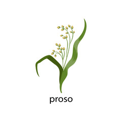 Proso cereal crop cartoon illustration. Proso with green leaves isolated on white background. Plant, flowers concept