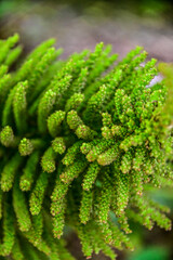 Blütenstand des Mammutblatt (Gunnera manicata) im botanischen Garten Inverewe Garden, bei Poolewe, Achnasheen, Highland, Schottland