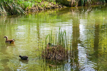 Great view of a female Eurasian coot (Fulica atra), or common coot, brooding on a nest built in shallow water, while the male bird is looking for food. Seen in the famous park Luisenpark in Mannheim. 