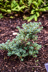 Strauchveronika, Hebe im botanischen Garten Inverewe Garden, bei Poolewe, Achnasheen, Highland, Schottland