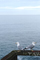 two seagulls sit on a wooden fence against the backdrop of the atlantic ocean in winter in asturias