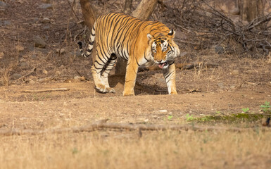 Fototapeta na wymiar Male tiger (Panthera tigris) in the forest of Ranthambore, Rajasthan.