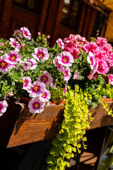 summer flowers near house, summer concept