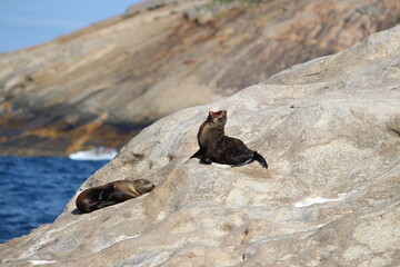 seals on rocks