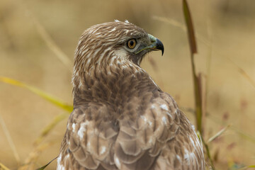 草むらに潜むノスリ