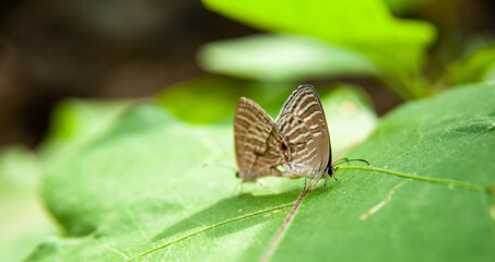 two butterflies together mating on leaf