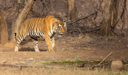 Fototapeta na wymiar Male tiger (Panthera tigris) in the forest of Ranthambore, Rajasthan.