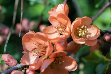 Japanese quince flowers in close-up. Blooming Japanese quince, orange flowers on the plant.