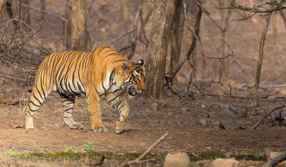 Male tiger (Panthera tigris) in the forest of Ranthambore, Rajasthan.