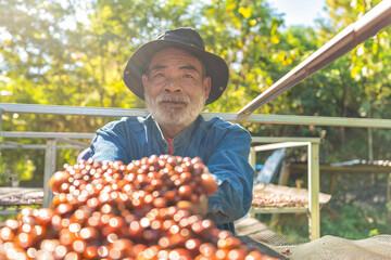 Farmer use hand turn coffee beans upside down berries drying natural process under sun light