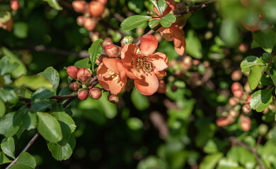 Japanese quince flowers in close-up. Blooming Japanese quince, orange flowers on the plant.