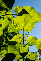 Close-up shot of Catalpa or catawba with large, heart-shaped leaves