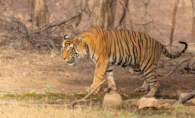 Male tiger (Panthera tigris) in the forest of Ranthambore, Rajasthan.