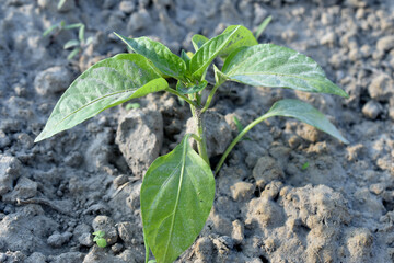 The first shoot of bell pepper in the garden.