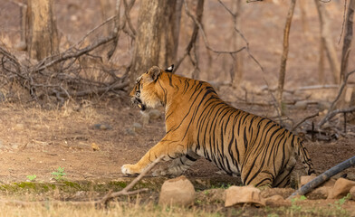 Male tiger (Panthera tigris) in the forest of Ranthambore, Rajasthan.