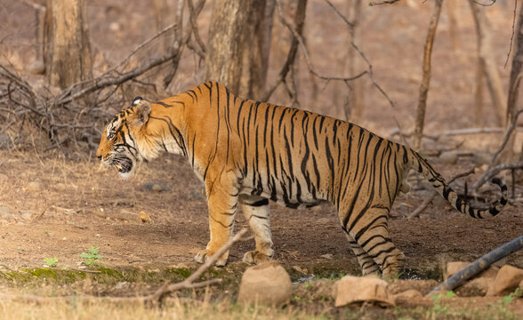 Male tiger (Panthera tigris) in the forest of Ranthambore, Rajasthan.