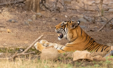 Male tiger (Panthera tigris) in the forest of Ranthambore, Rajasthan.