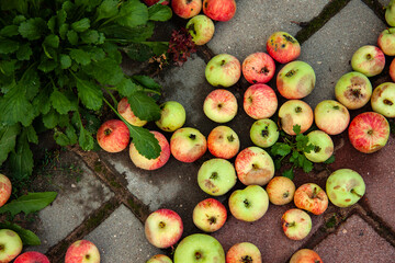 Fallen apples on the ground background. Different colors and conditions of the fruits. Ripe, unripe and rotten apples in the autumn season. Organic bio waste.