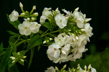 Close up of branch of white garden phlox flowers with dark background