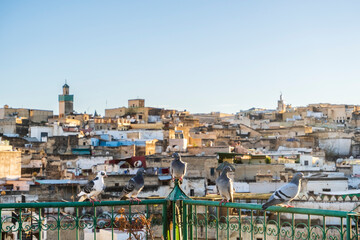 Fototapeta na wymiar Medina of Fez skyline with pigeons resting on rooftop terrace at sunset, Fez, Morocco