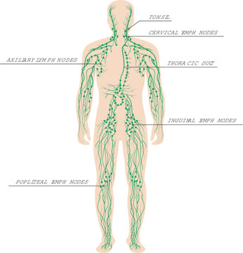 The lymphatic system labeled on a male body