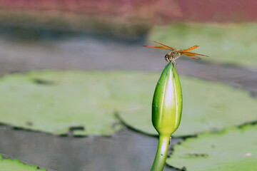 Orange dragonfly perched on a lotus bud