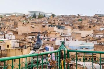 Fototapeta na wymiar Pigeon resting on rooftop terrace in Medina, Fez, Morocco