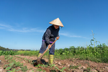 Farmer plantation digging soil to plant young tobacco tree on sunshine morning in garden