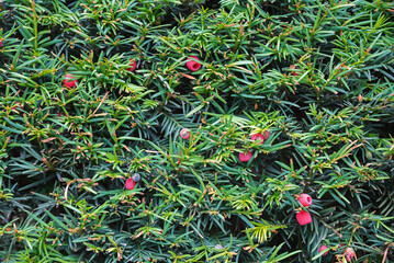 background yew hedge with some red berries
