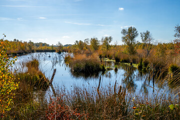 Pool with dead trees in a marshland in Bargerveen, Netherlands
