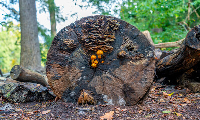 Tree trunk with Golden Scalycap (Pholiota adiposa) and Oak Curtain Crust fungus (Hymenochaete rubiginosa)
