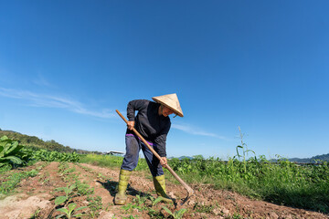 Farmer plantation digging soil to plant young tobacco tree on sunshine morning in garden