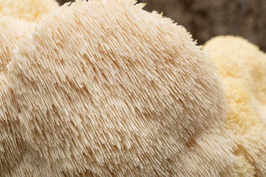 Closeup of Lion's mane mushroom on old oak log