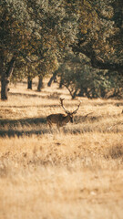 fallow deer