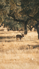 Naklejka premium Gamo- fallow deer