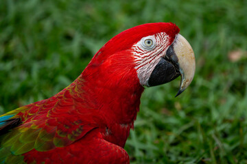 Arara-vermelha