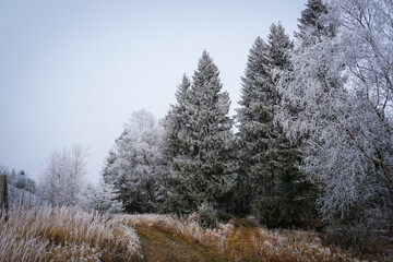 Eisbedeckte Bäume im Harz