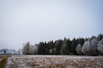 Eisbedeckte Bäume im Harz