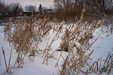 Snow-covered plants called Cattail Typha . 