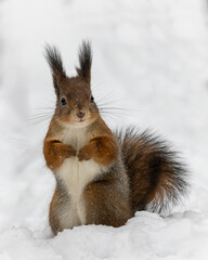 Cute hare standing in the snow