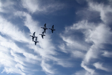 Fototapeta na wymiar birds formation on a chinook cloudy sky