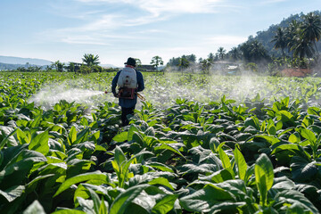 Farmer carry spraying engine on back and spray pesticide mixed with water on tobacco tree