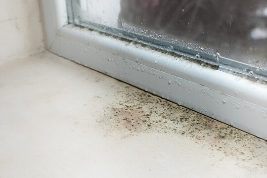 Black mold fungus growing on windowsill. Dampness problem concept. Condensation on the window.
