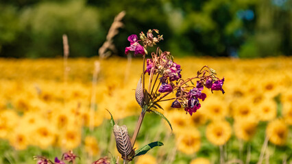 Impatiens glandulifera Royle, Indian balsam, on a sunny summer day near Bad Griesbach, Bavaria, Germany