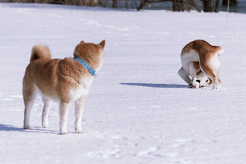 雪原ではしゃぐ柴犬