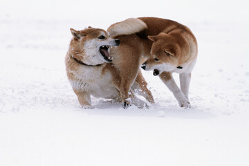 雪の中でじゃれ合う2頭の柴犬