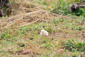 Chicks walking for food on the grass
